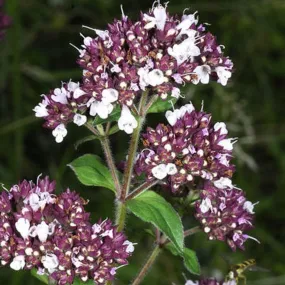 6 x origan commun - origanum vulgare - godet 9cm x 9cm